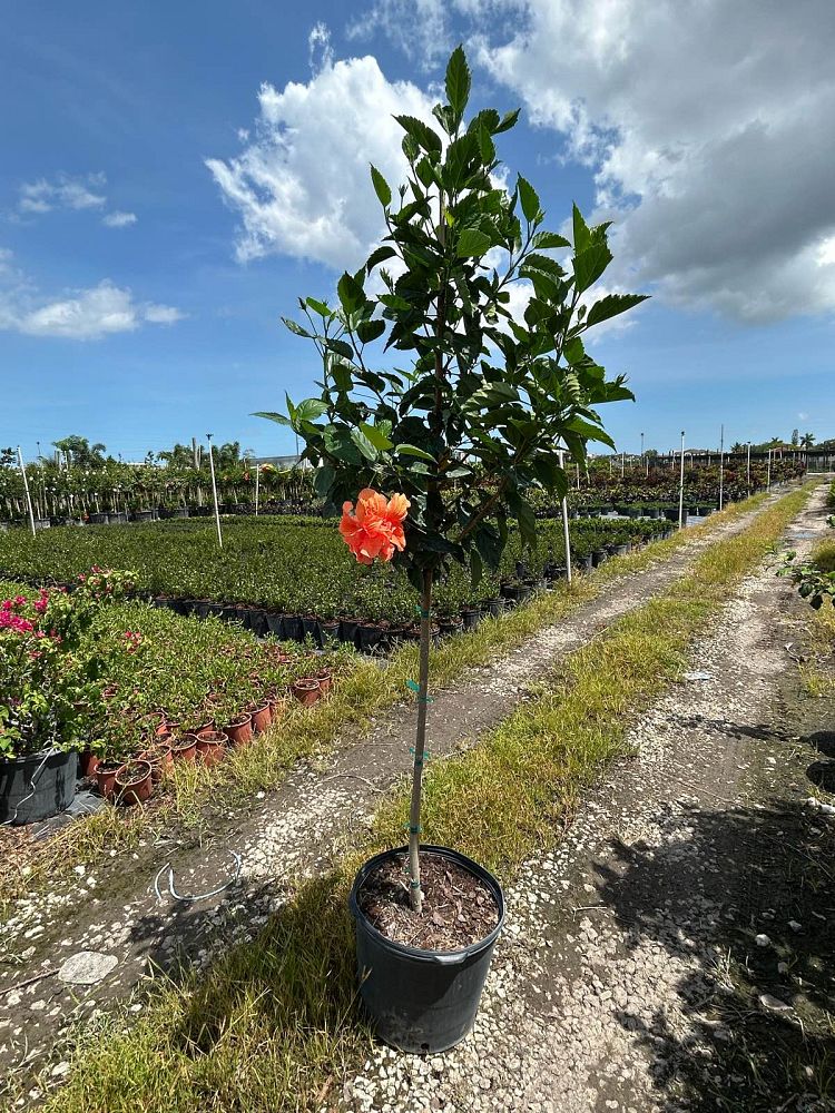 hibiscus-rosa-sinensis-double-peach-tropical-hibiscus