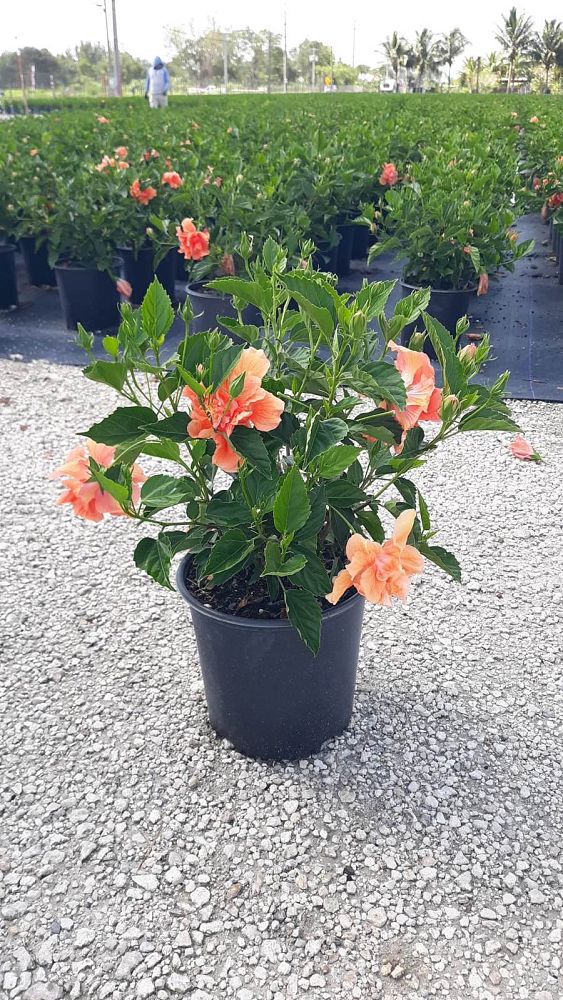 hibiscus-rosa-sinensis-double-peach-tropical-hibiscus