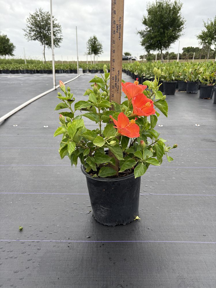 hibiscus-rosa-sinensis-double-peach-tropical-hibiscus