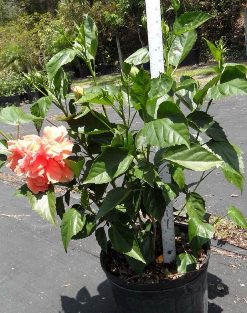 hibiscus-rosa-sinensis-double-peach-tropical-hibiscus