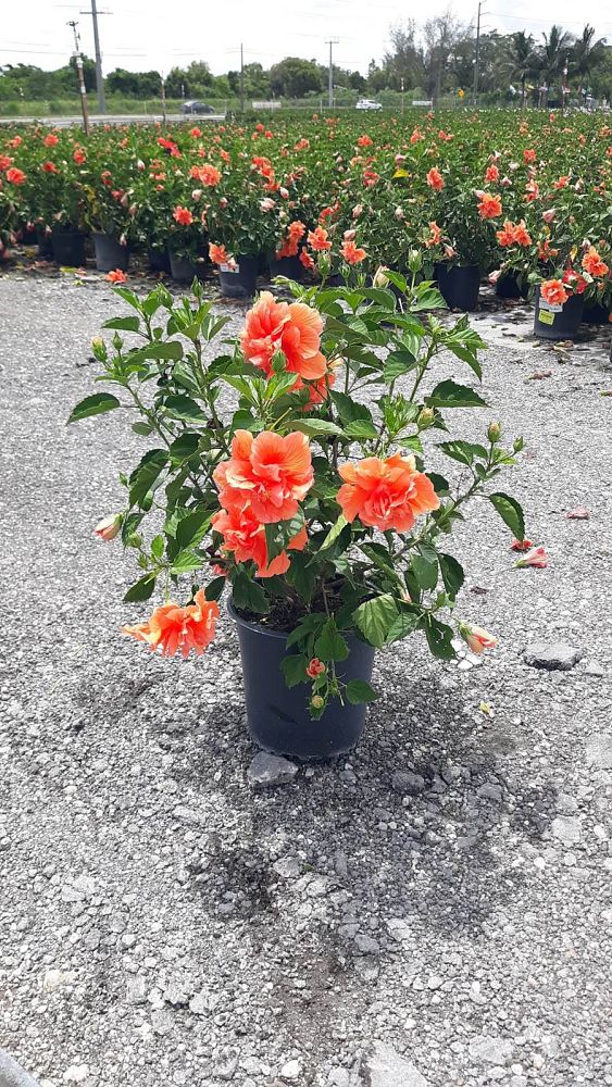 hibiscus-rosa-sinensis-double-peach-tropical-hibiscus
