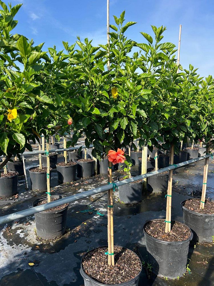 hibiscus-rosa-sinensis-double-peach-tropical-hibiscus