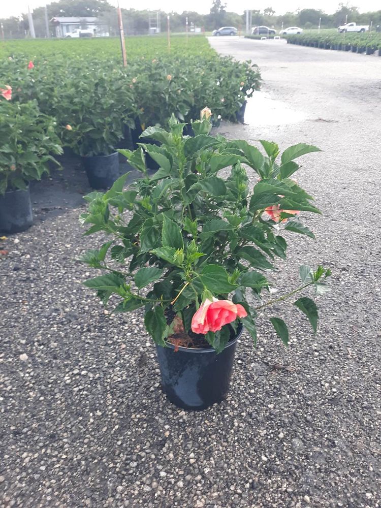 hibiscus-rosa-sinensis-double-peach-tropical-hibiscus