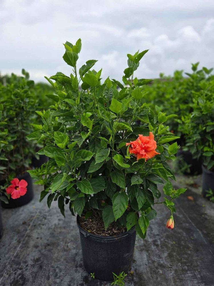 hibiscus-rosa-sinensis-double-peach-tropical-hibiscus