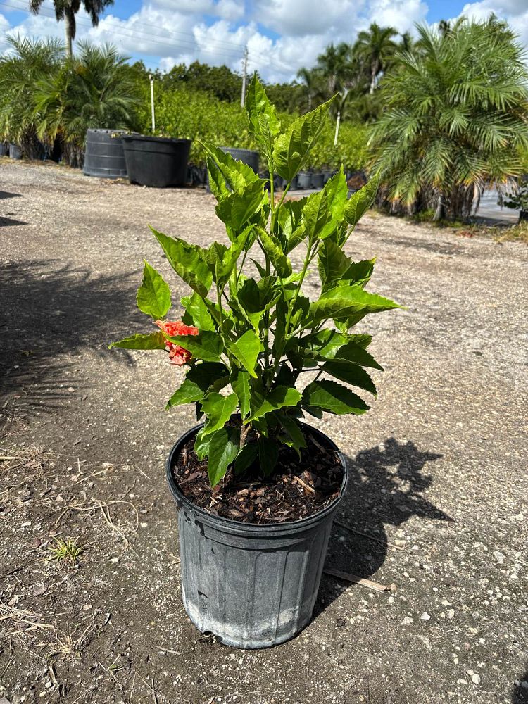 hibiscus-rosa-sinensis-double-peach-tropical-hibiscus