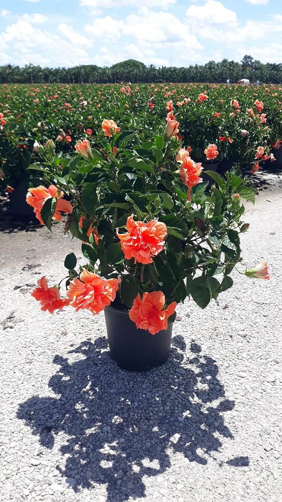 hibiscus-rosa-sinensis-double-peach-tropical-hibiscus