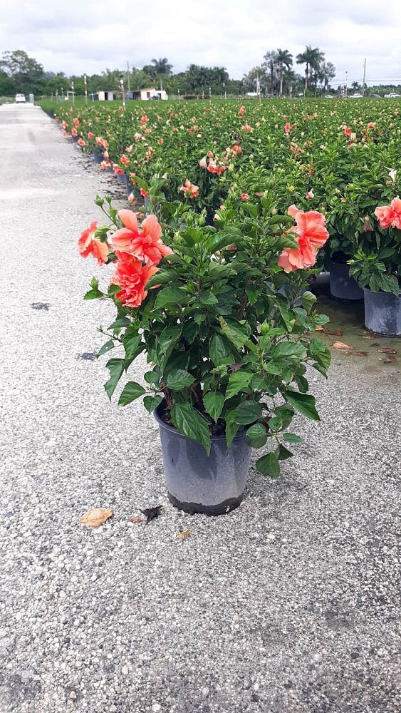 hibiscus-rosa-sinensis-double-peach-tropical-hibiscus