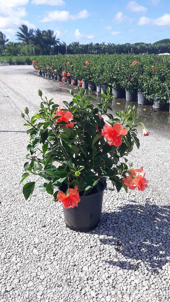 hibiscus-rosa-sinensis-double-peach-tropical-hibiscus