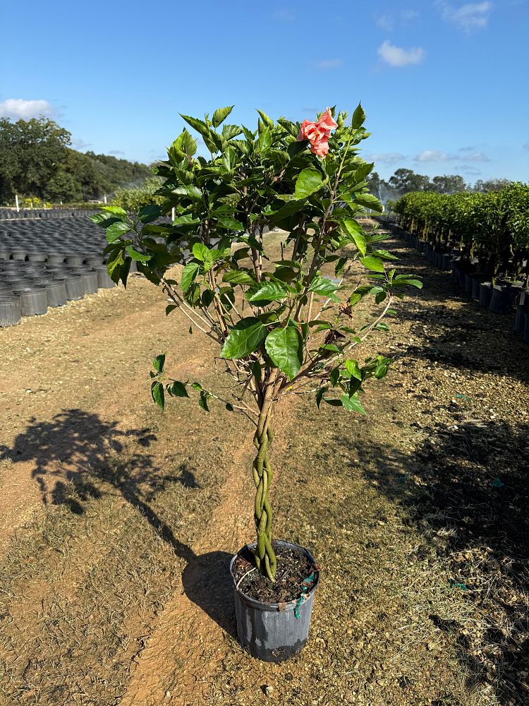 hibiscus-rosa-sinensis-double-peach-tropical-hibiscus