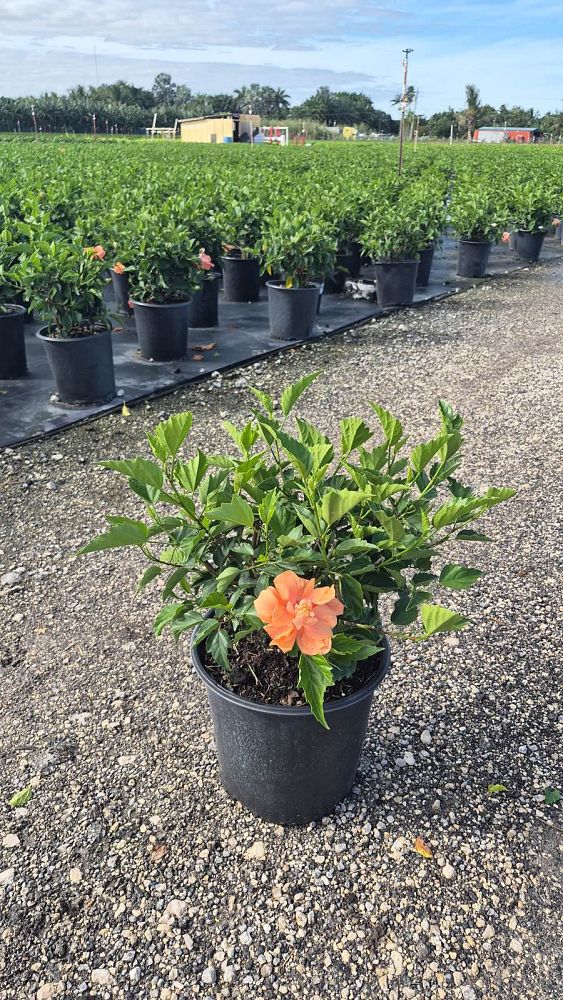 hibiscus-rosa-sinensis-double-peach-tropical-hibiscus