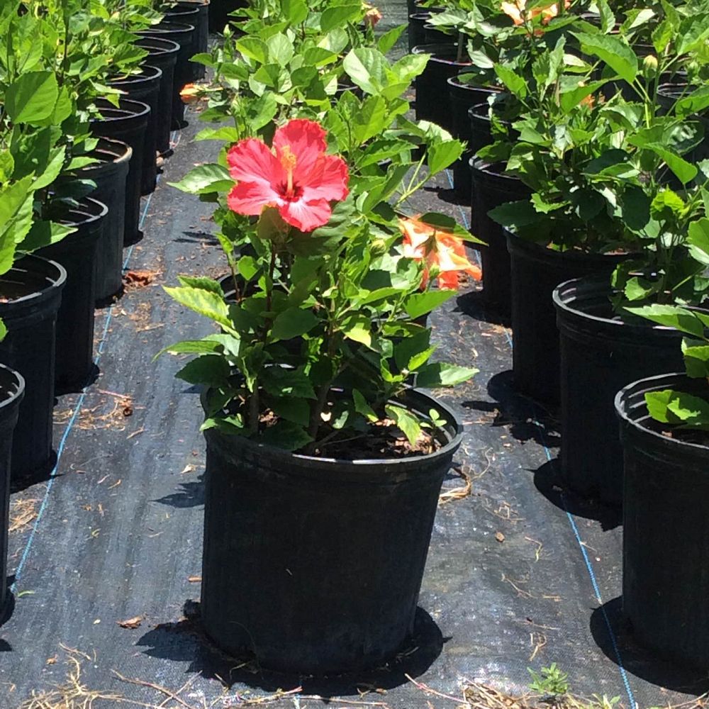 hibiscus-rosa-sinensis-double-red-tropical-hibiscus