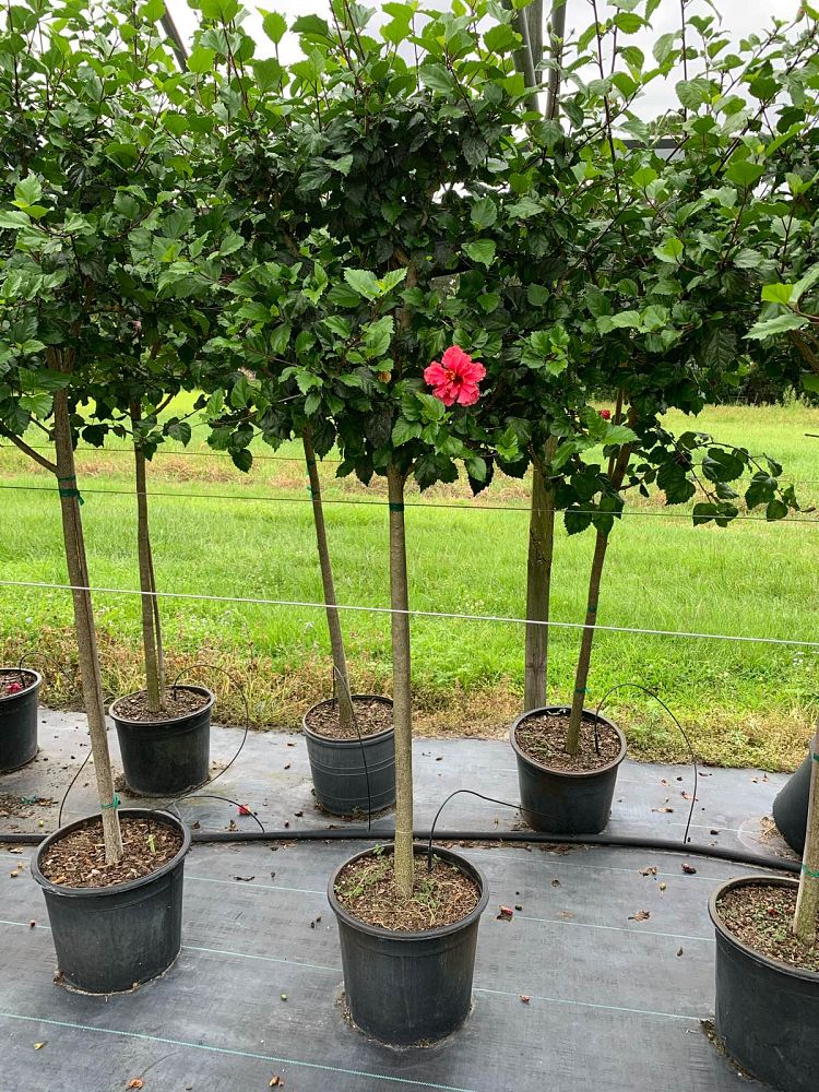 hibiscus-rosa-sinensis-double-red-tropical-hibiscus