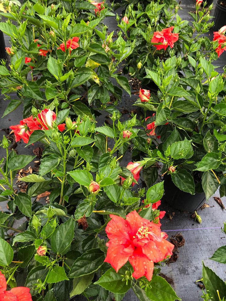 hibiscus-rosa-sinensis-double-red-tropical-hibiscus