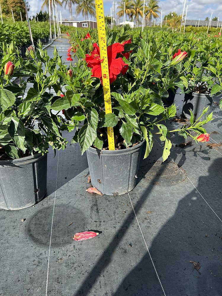 hibiscus-rosa-sinensis-double-red-tropical-hibiscus