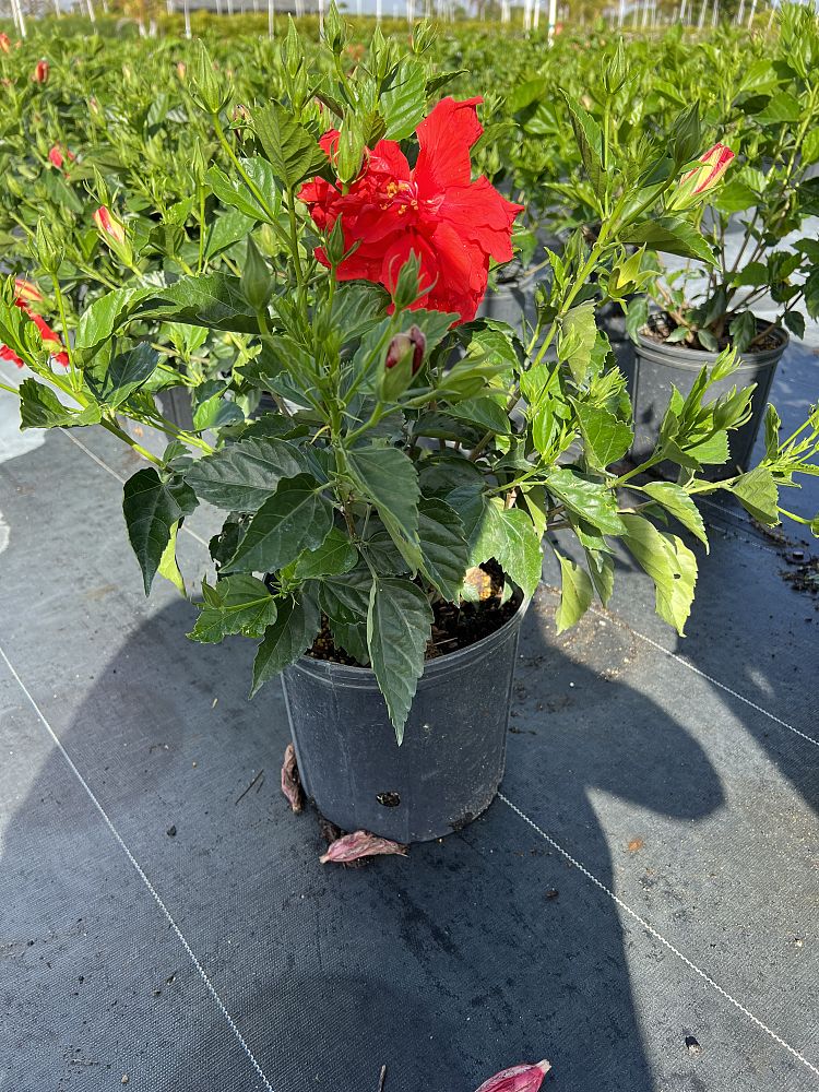 hibiscus-rosa-sinensis-double-red-tropical-hibiscus