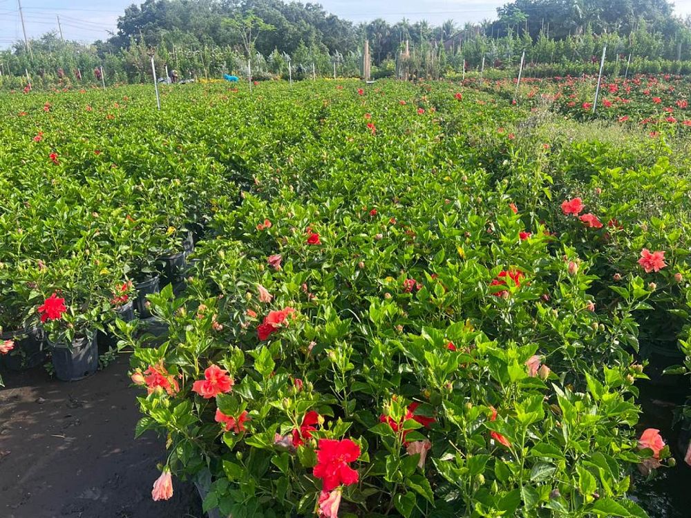 hibiscus-rosa-sinensis-double-red-tropical-hibiscus