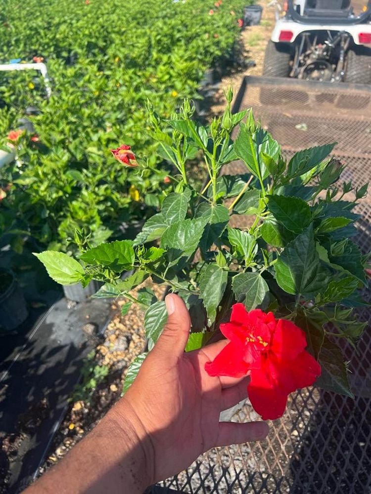hibiscus-rosa-sinensis-double-red-tropical-hibiscus