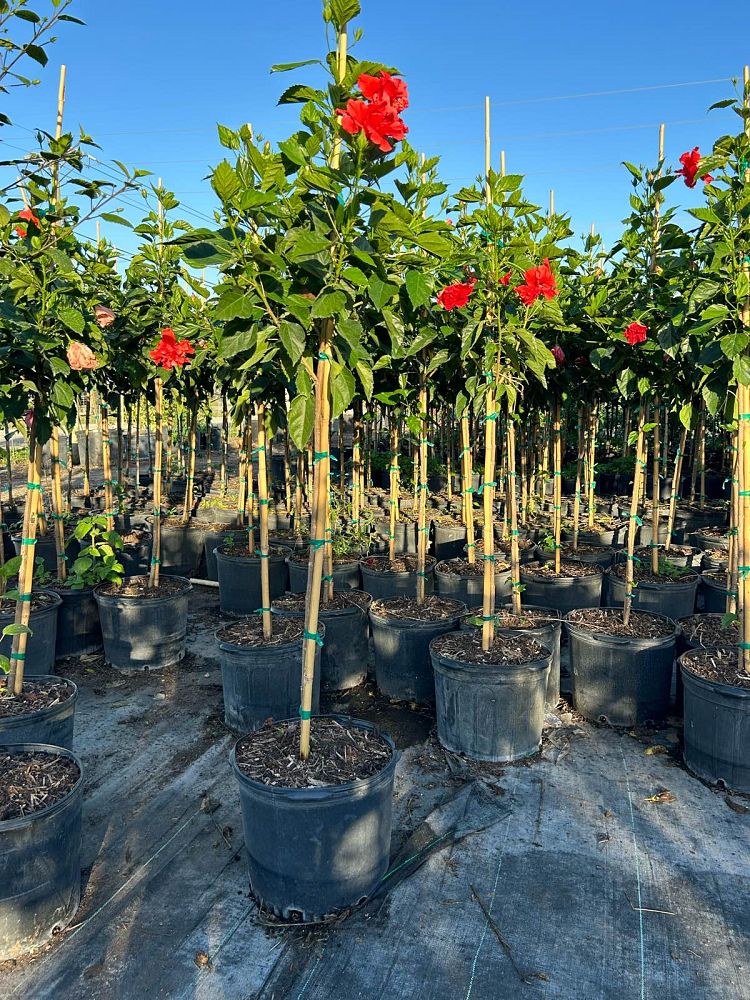 hibiscus-rosa-sinensis-double-red-tropical-hibiscus