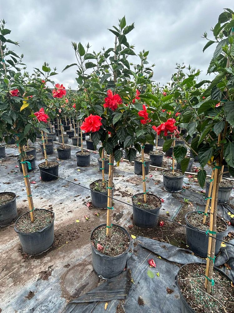 hibiscus-rosa-sinensis-double-red-tropical-hibiscus