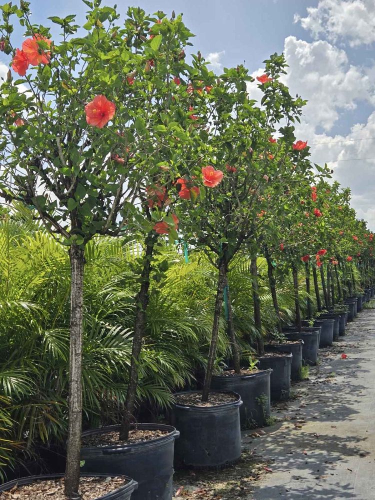hibiscus-rosa-sinensis-double-red-tropical-hibiscus