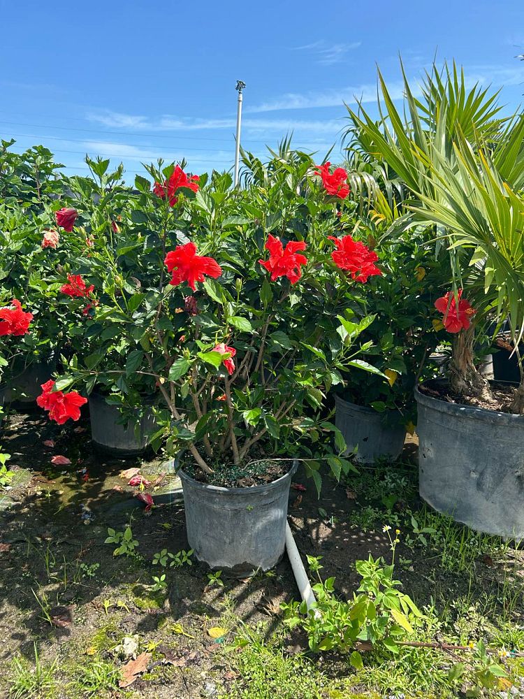 hibiscus-rosa-sinensis-double-red-tropical-hibiscus