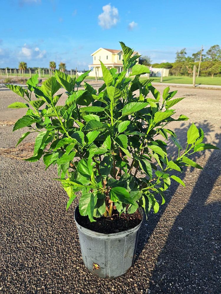 hibiscus-rosa-sinensis-double-red-tropical-hibiscus
