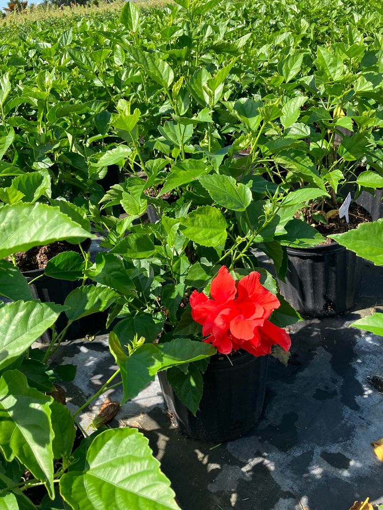 hibiscus-rosa-sinensis-double-red-tropical-hibiscus