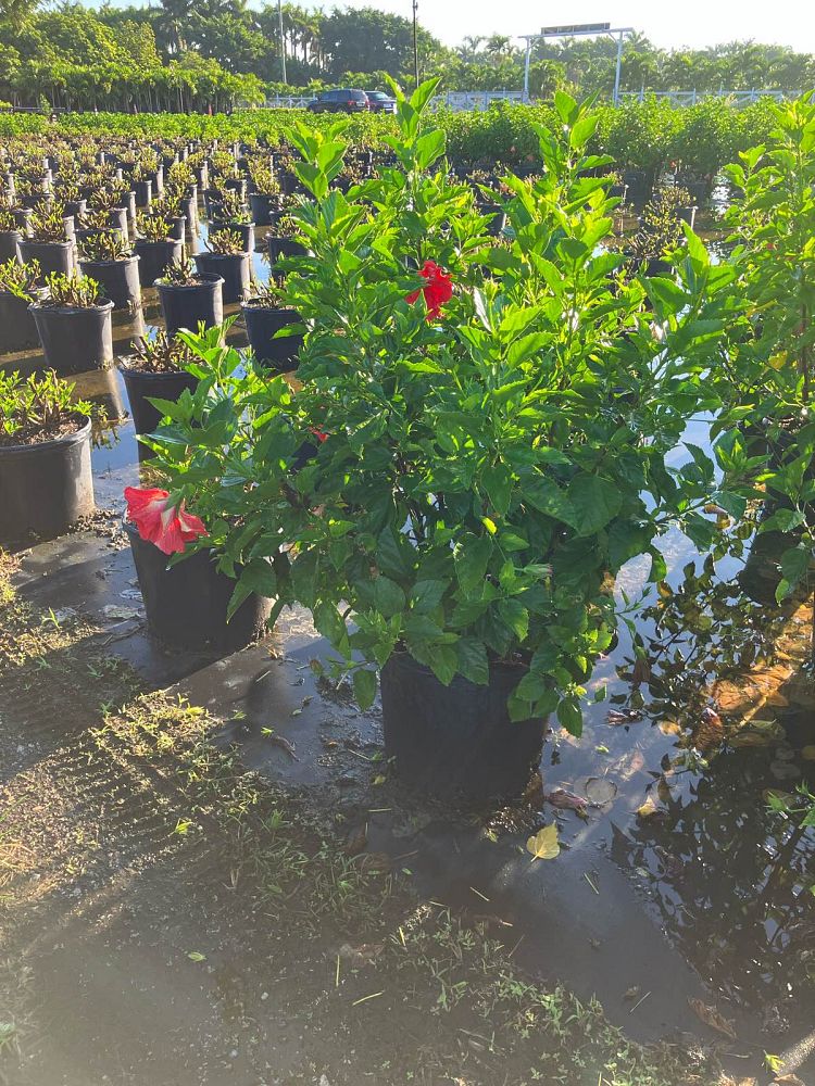 hibiscus-rosa-sinensis-double-red-tropical-hibiscus