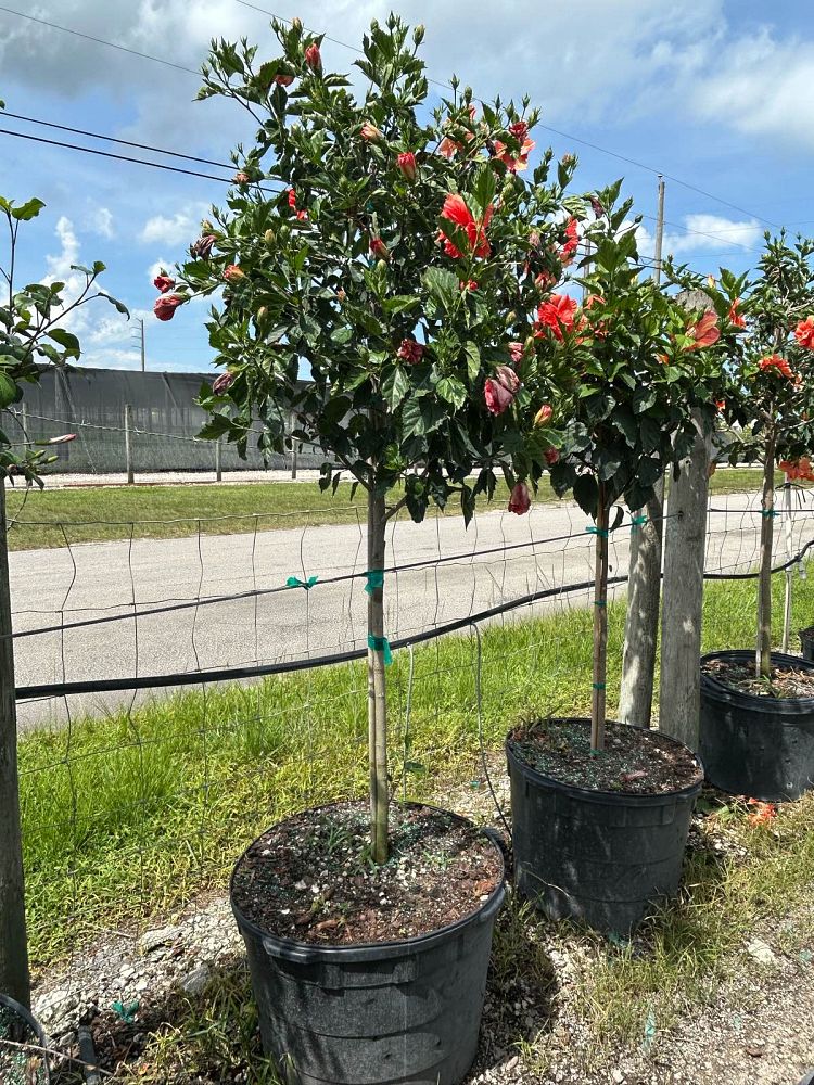 hibiscus-rosa-sinensis-double-red-tropical-hibiscus