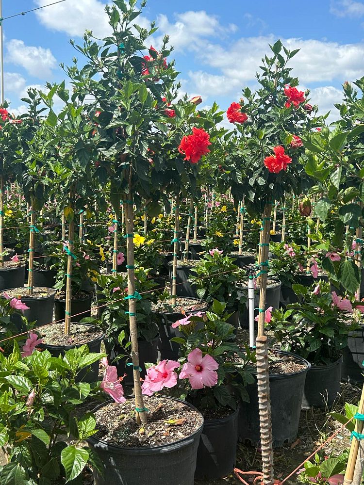 hibiscus-rosa-sinensis-double-red-tropical-hibiscus