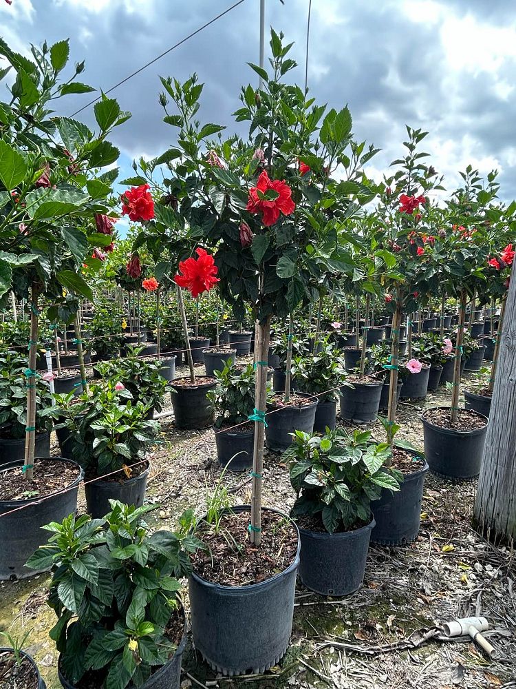 hibiscus-rosa-sinensis-double-red-tropical-hibiscus