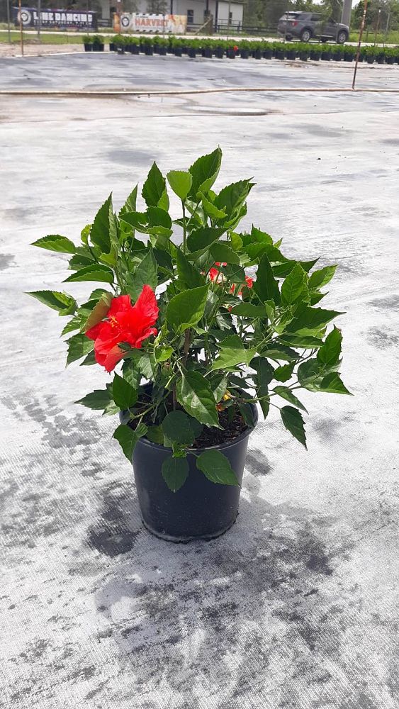 hibiscus-rosa-sinensis-double-red-tropical-hibiscus
