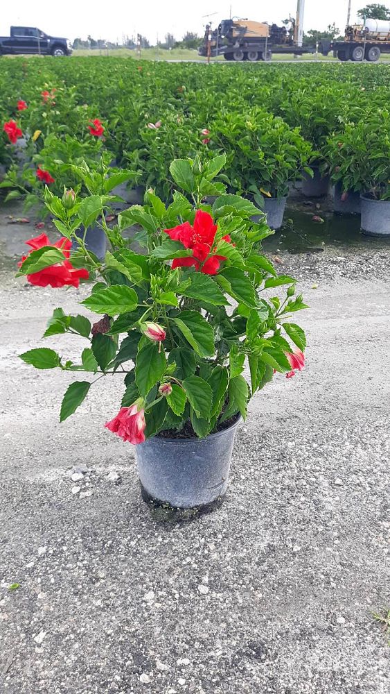 hibiscus-rosa-sinensis-double-red-tropical-hibiscus