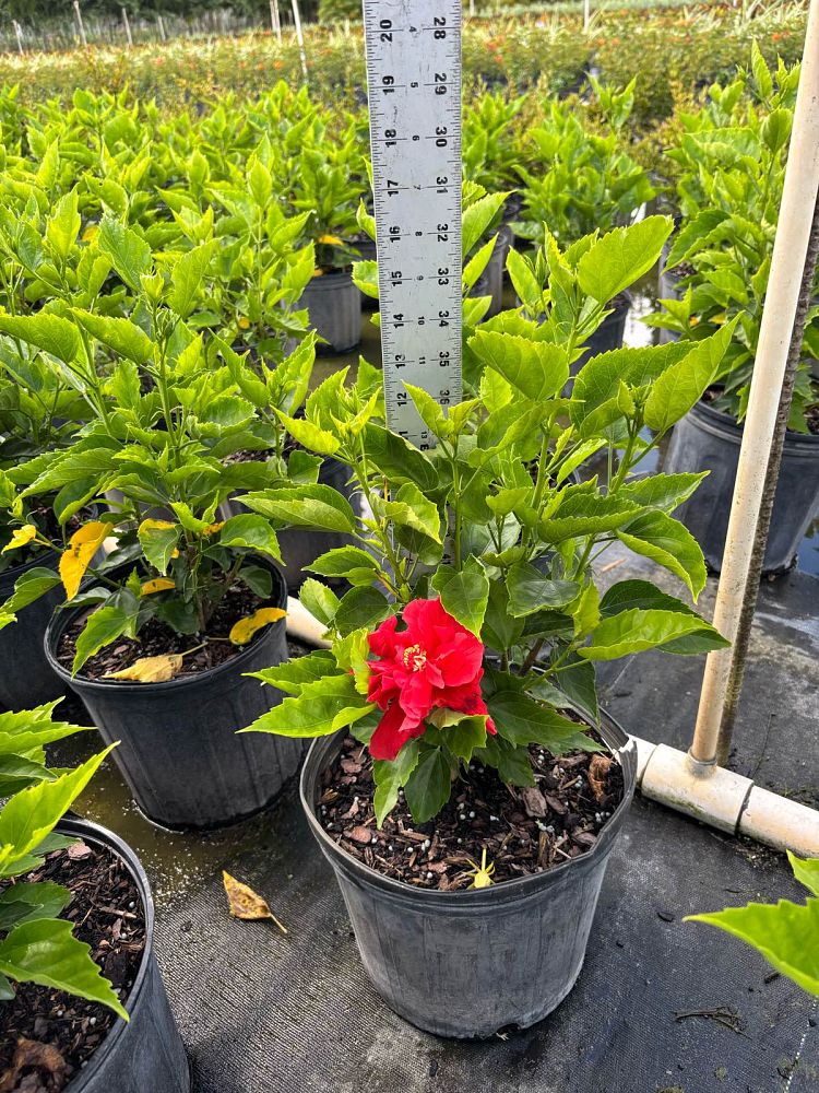 hibiscus-rosa-sinensis-double-red-tropical-hibiscus