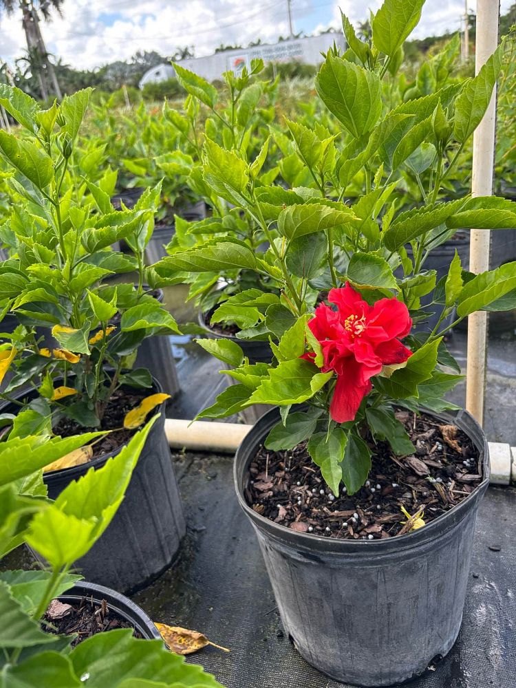 hibiscus-rosa-sinensis-double-red-tropical-hibiscus