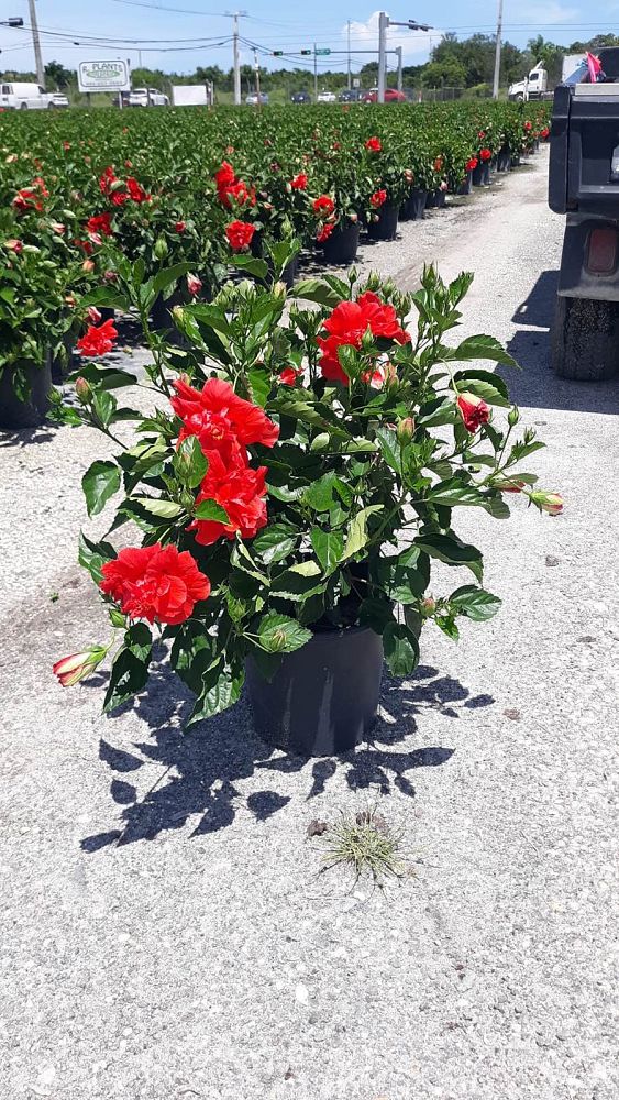hibiscus-rosa-sinensis-double-red-tropical-hibiscus