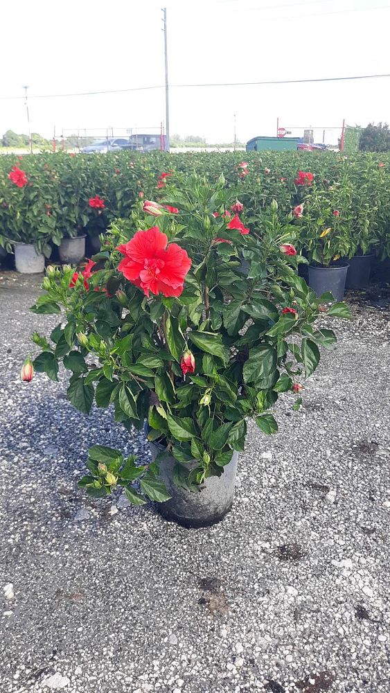 hibiscus-rosa-sinensis-double-red-tropical-hibiscus