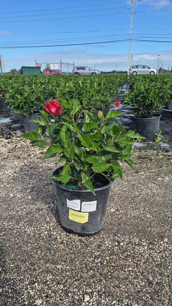 hibiscus-rosa-sinensis-double-red-tropical-hibiscus