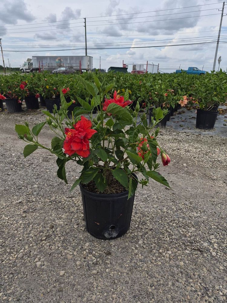 R Plants Nursery | plantANT.com