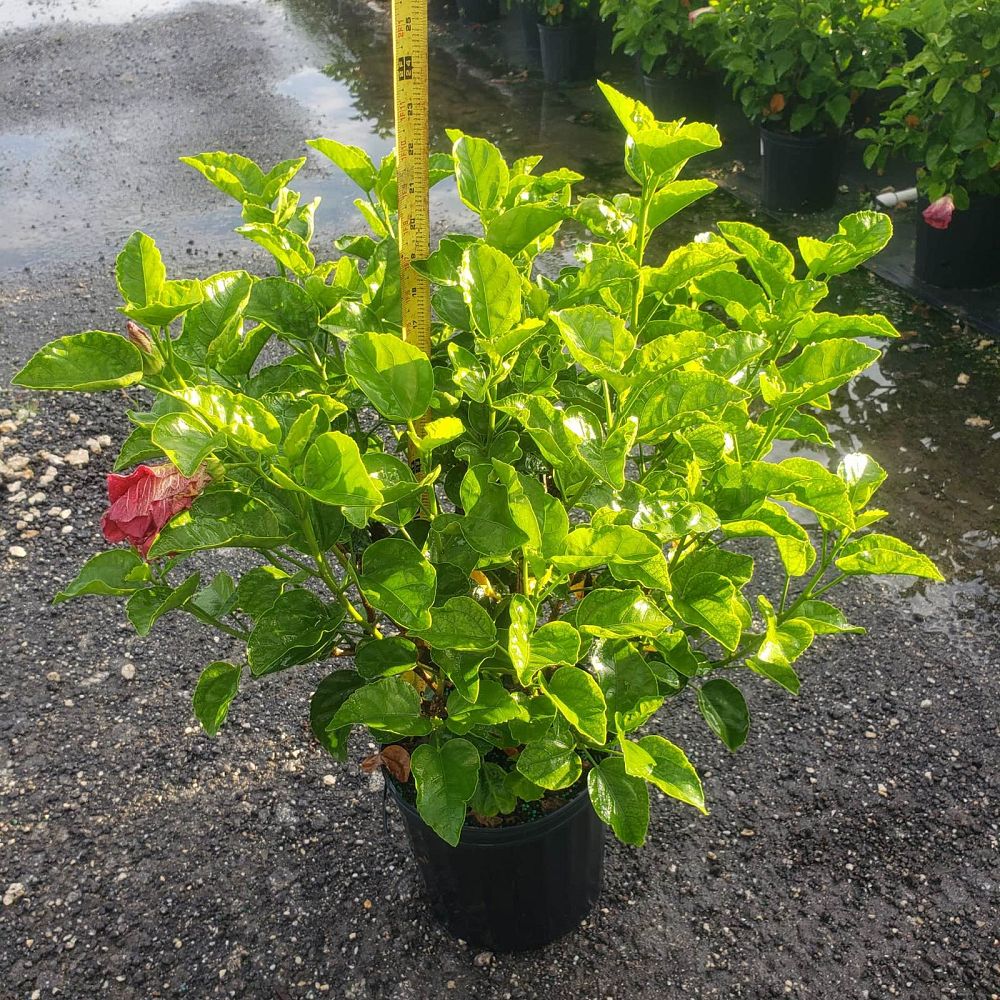 hibiscus-rosa-sinensis-exotic-tropical-hibiscus