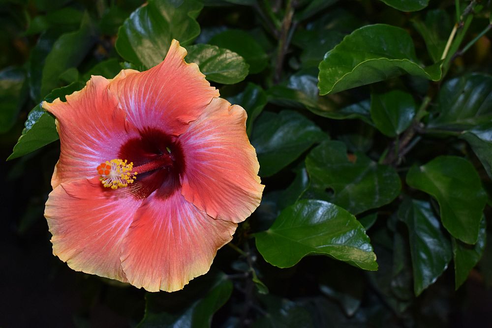 hibiscus-rosa-sinensis-fiesta-tropical-hibiscus