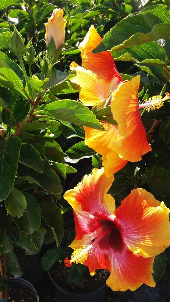 hibiscus-rosa-sinensis-fiesta-tropical-hibiscus