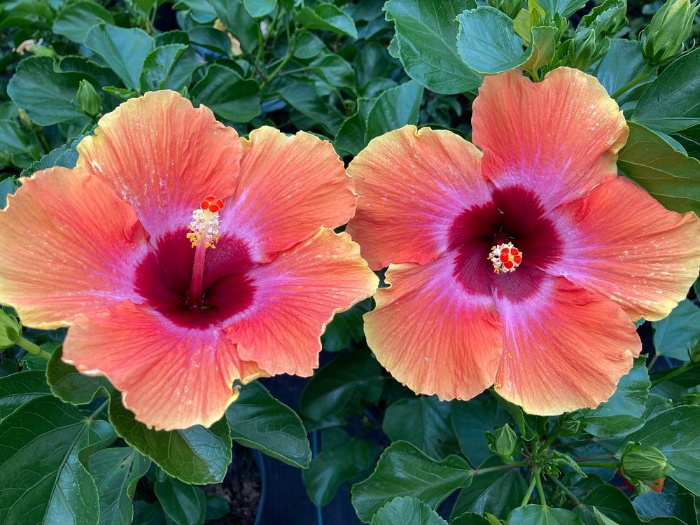 hibiscus-rosa-sinensis-fiesta-tropical-hibiscus