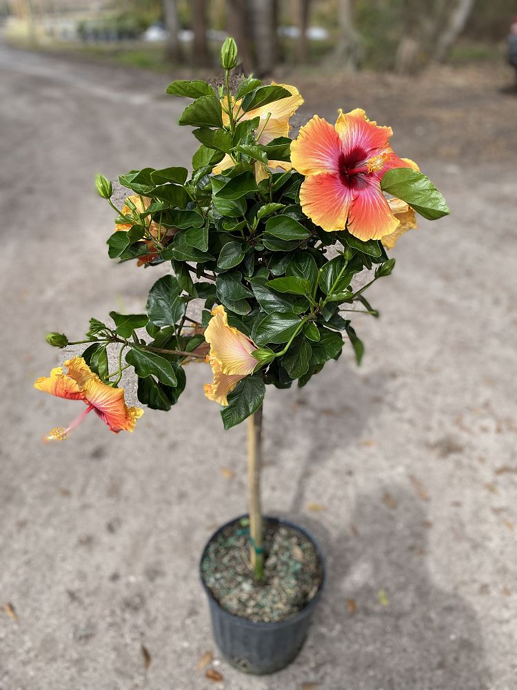 hibiscus-rosa-sinensis-fiesta-tropical-hibiscus
