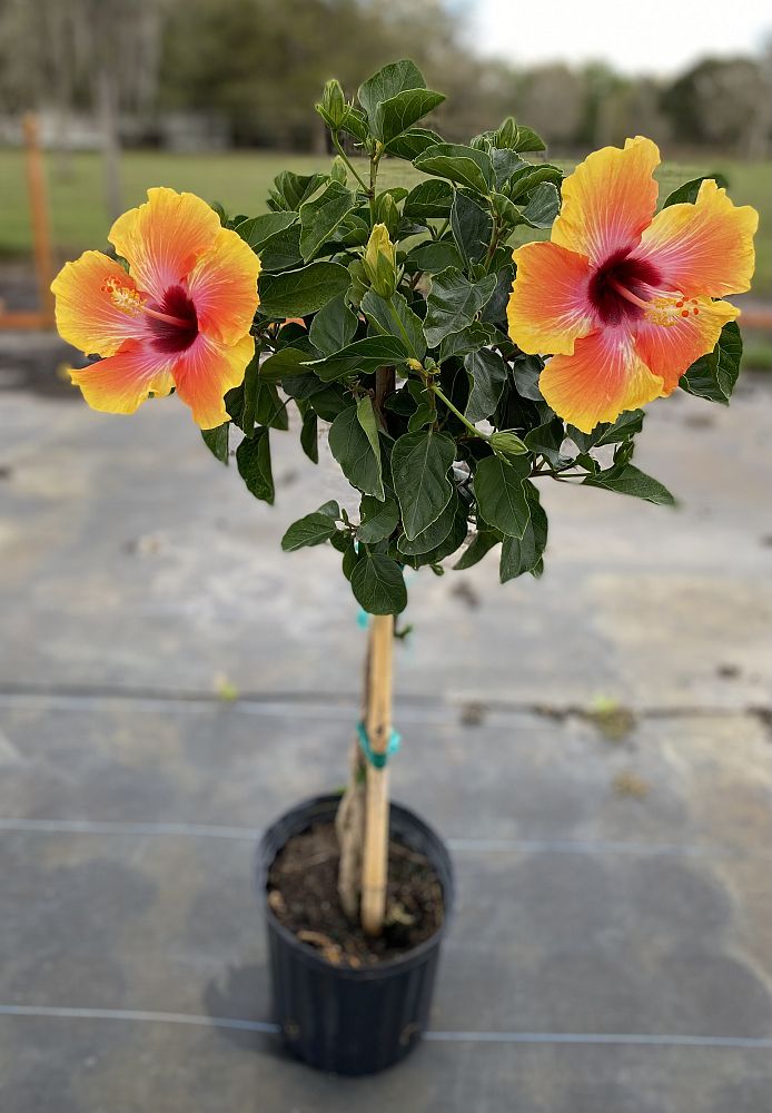 hibiscus-rosa-sinensis-fiesta-tropical-hibiscus