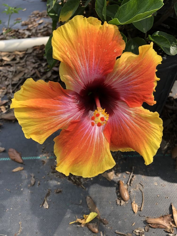hibiscus-rosa-sinensis-fiesta-tropical-hibiscus
