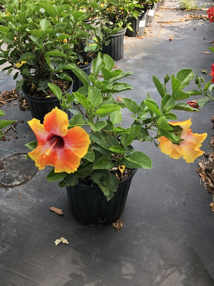hibiscus-rosa-sinensis-fiesta-tropical-hibiscus