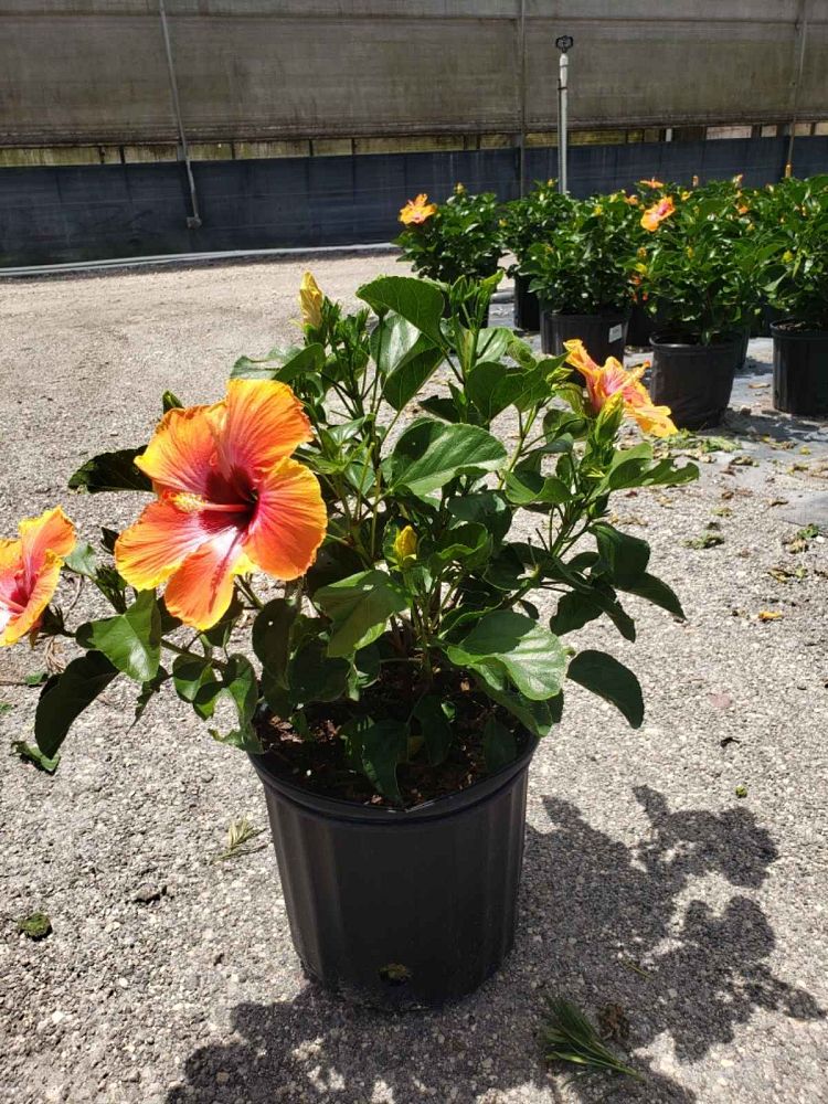hibiscus-rosa-sinensis-fiesta-tropical-hibiscus