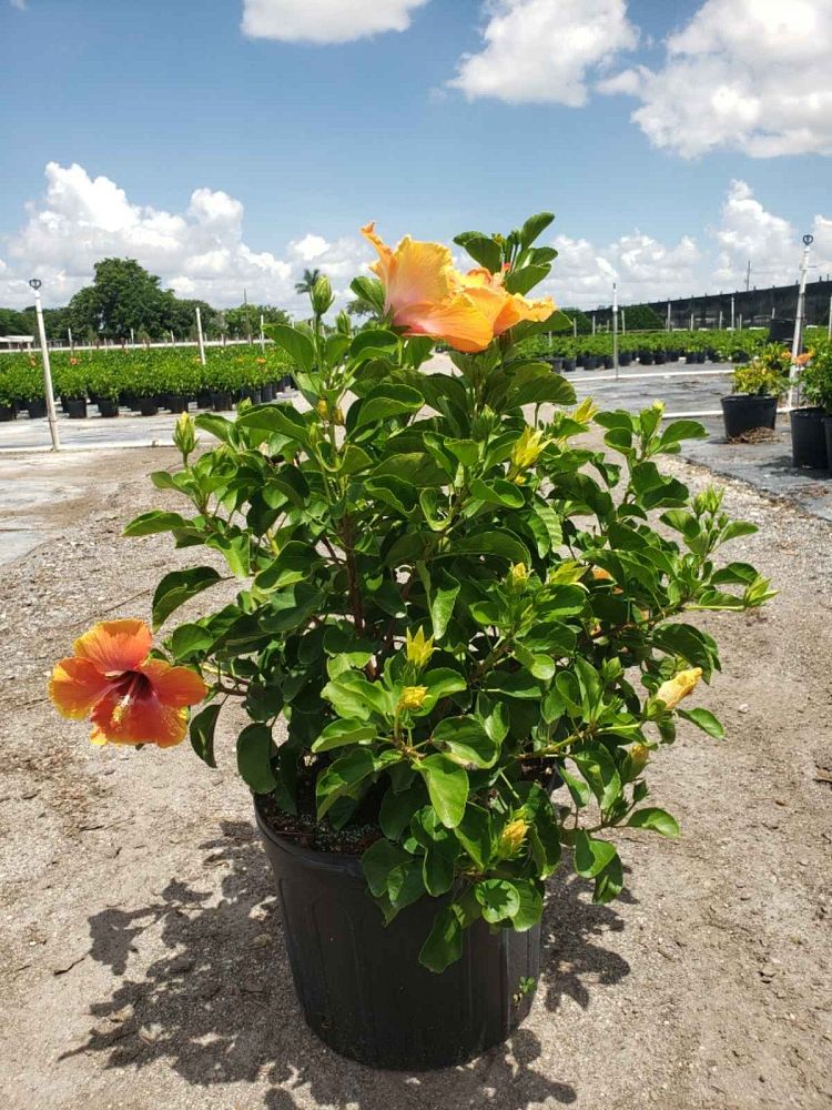 hibiscus-rosa-sinensis-fiesta-tropical-hibiscus