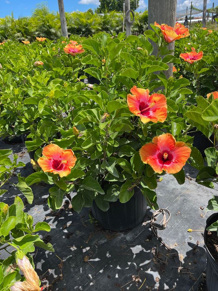 hibiscus-rosa-sinensis-fiesta-tropical-hibiscus